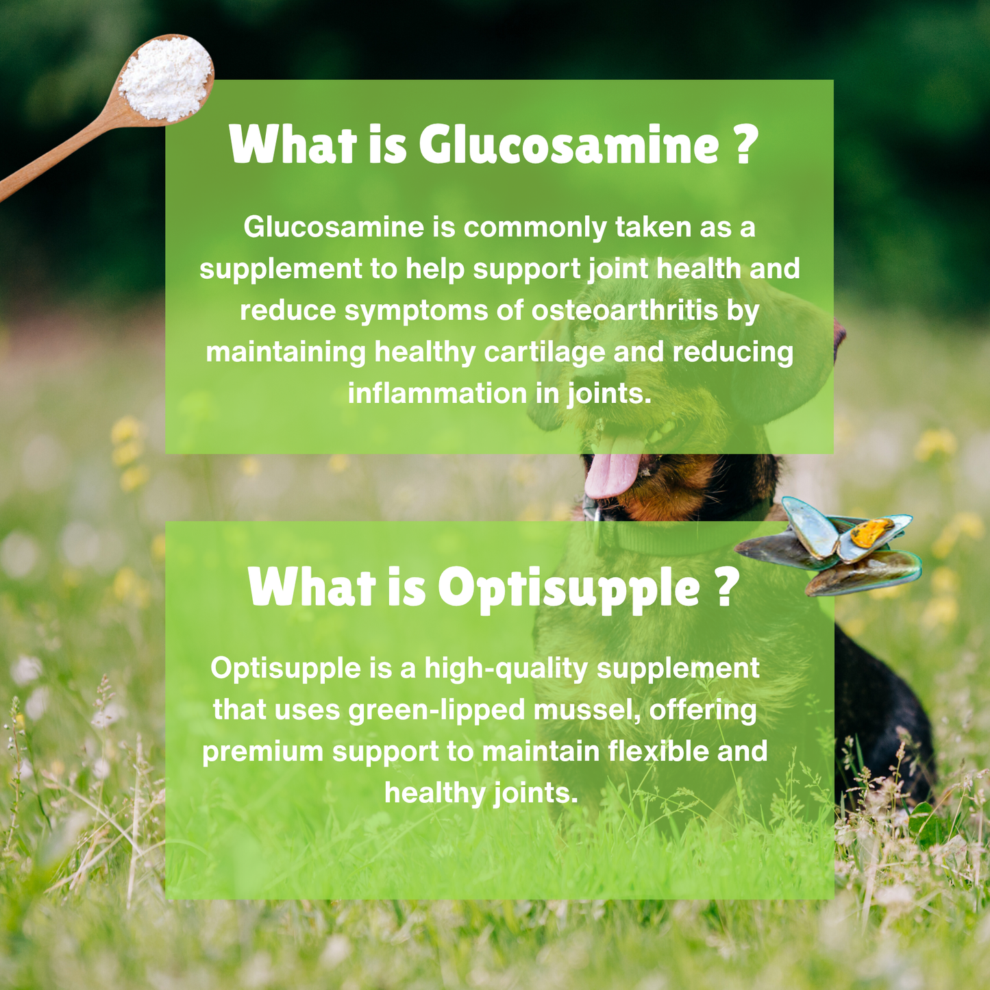 Dog in a field with text about glucosamine and Optisupple supplement