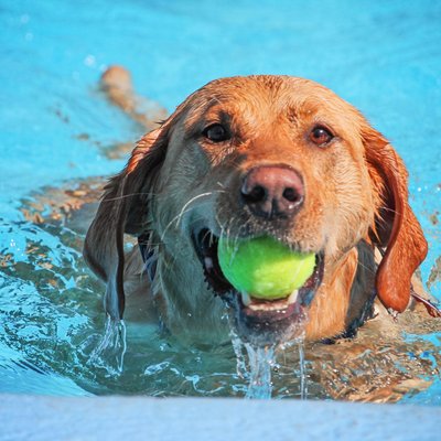 Exercises and Activities to Promote Joint Health in Dogs