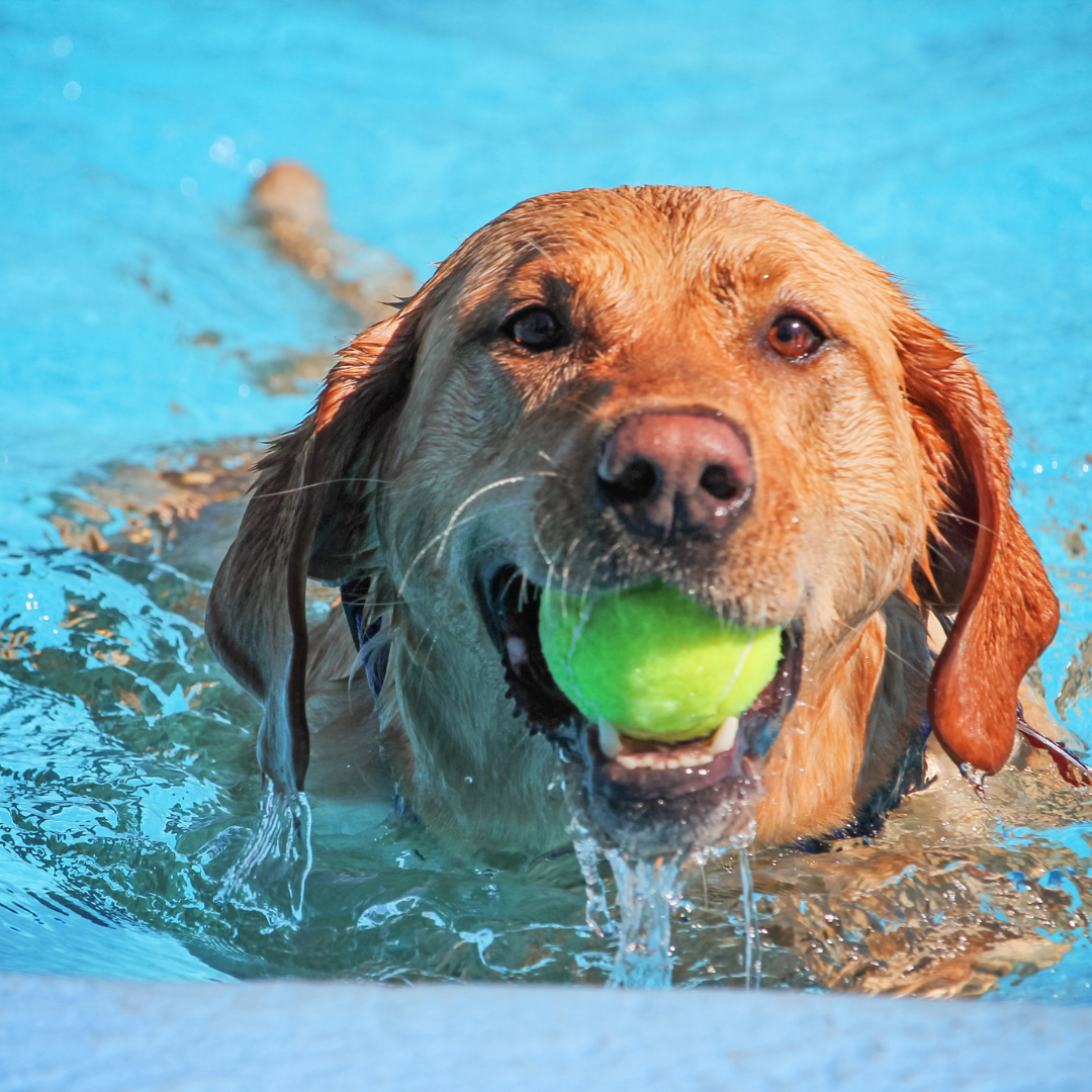 Exercises and Activities to Promote Joint Health in Dogs