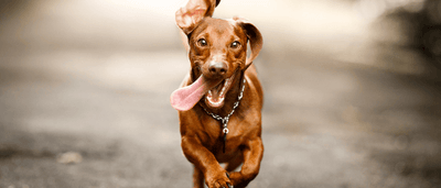 5 Ways to Keep Your Dog Mobile as They Age