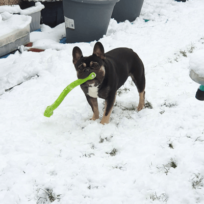 Understanding the Causes of Joint Conditions in Dogs