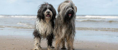 Why Do Some 9-Year-Old Dogs Stay Active While Others Slow Down?