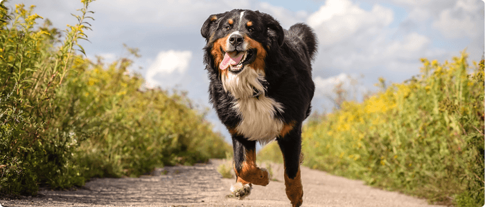 Why Your Dog’s Recovery After Exercise Matters More Than Their Energy