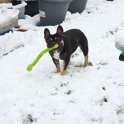Understanding the Causes of Joint Conditions in Dogs
