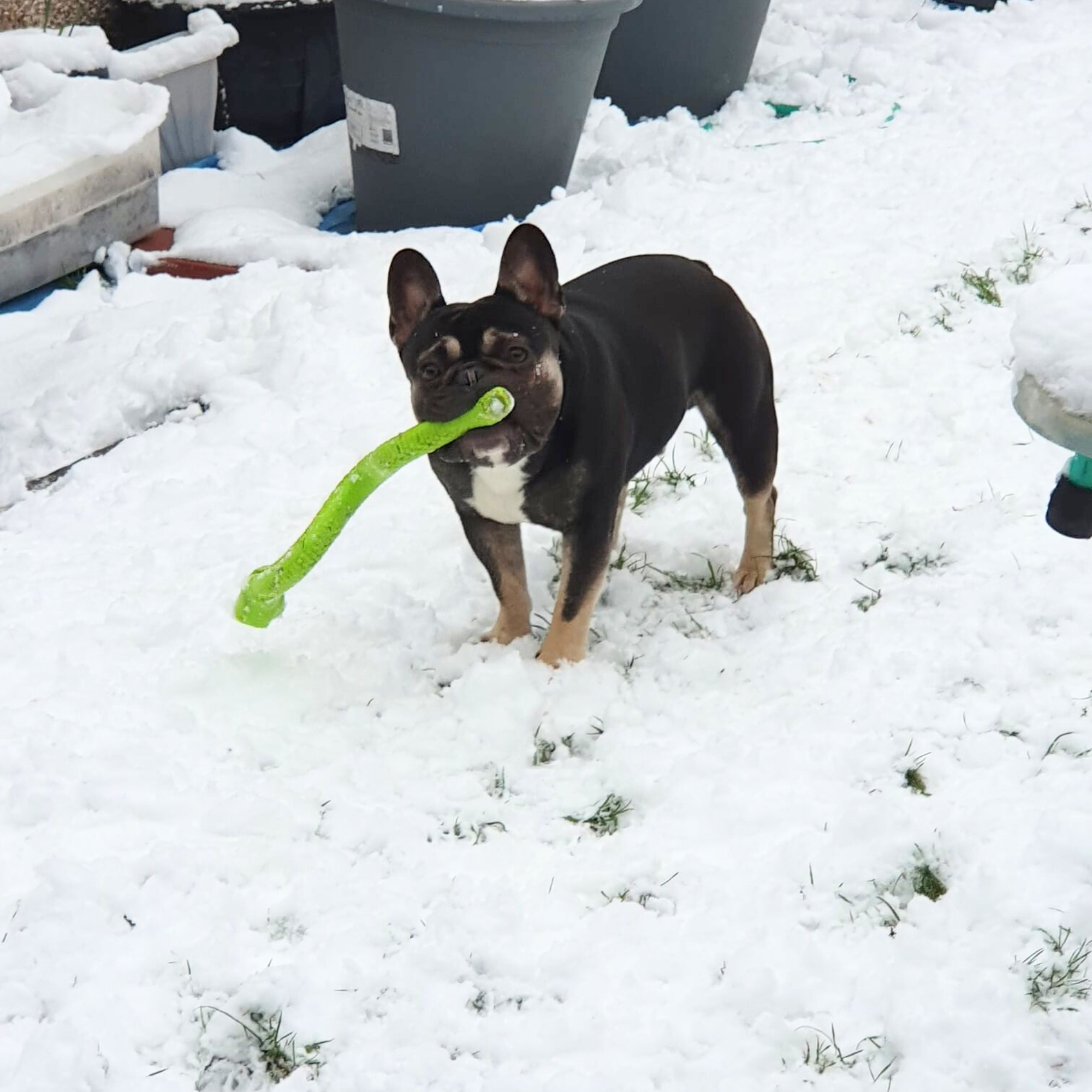 Understanding the Causes of Joint Conditions in Dogs