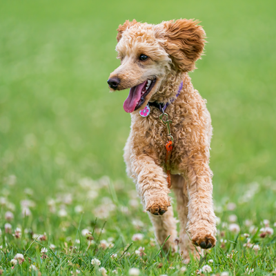 Supporting Your Dog's Health with a Power-Packed Supplement