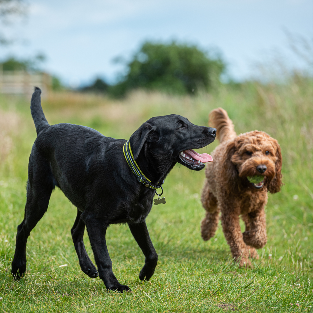 One of the BEST joint care supplements for dogs and why