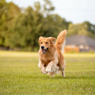 Dog Breeds Prone to Joint Issues and Supplement Strategies