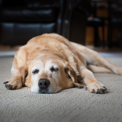 The Ultimate Guide to Senior Dog Care