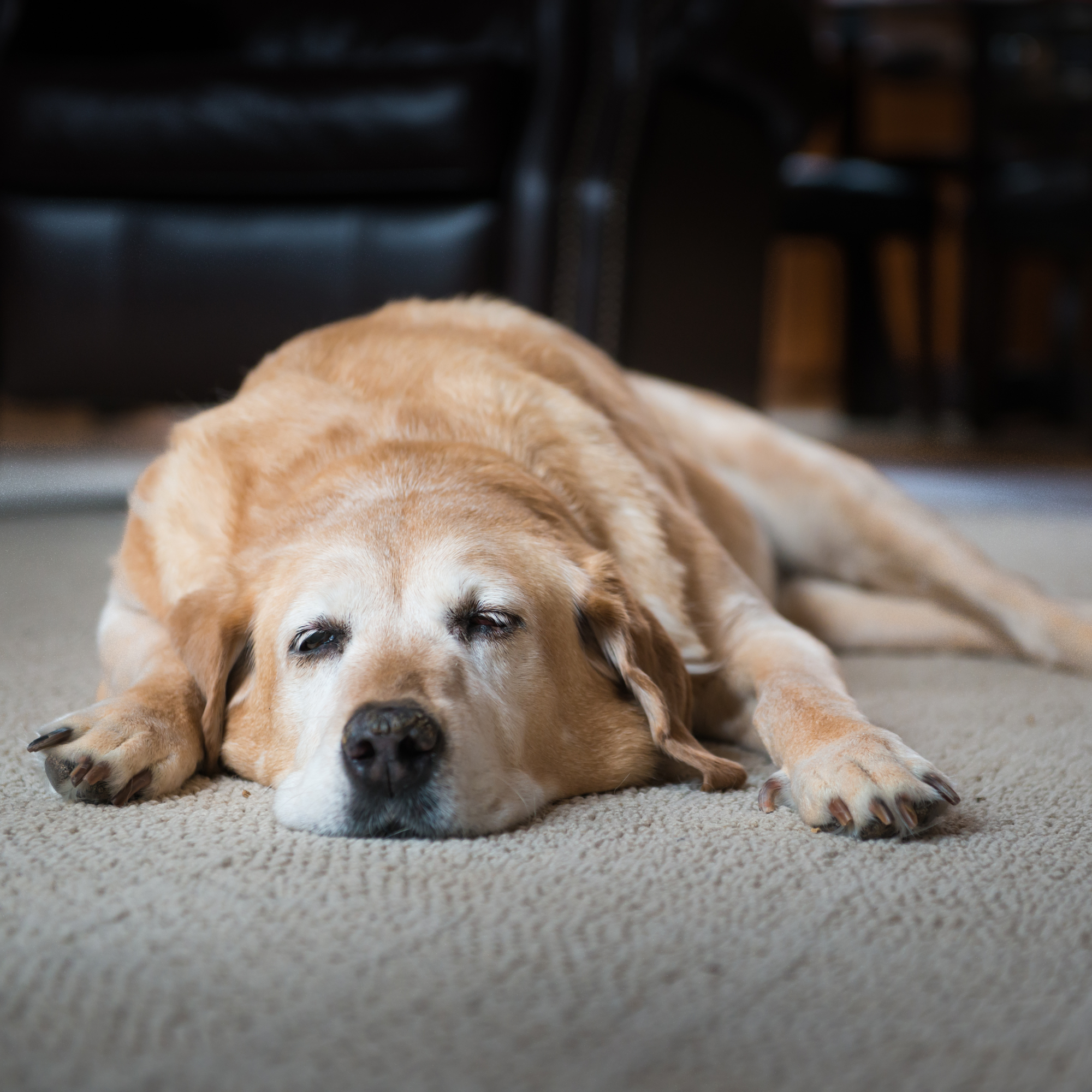The Ultimate Guide to Senior Dog Care