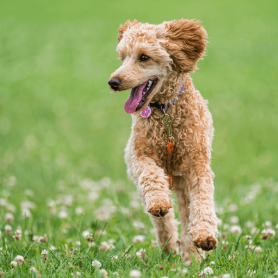 Supporting Your Dog's Health with a Power-Packed Supplement