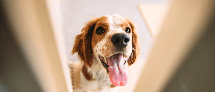Choosing the Right GoGo Motion Joint Care for Your Dog