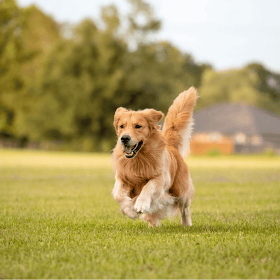 Dog Breeds Prone to Joint Issues and Supplement Strategies