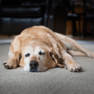The Ultimate Guide to Senior Dog Care