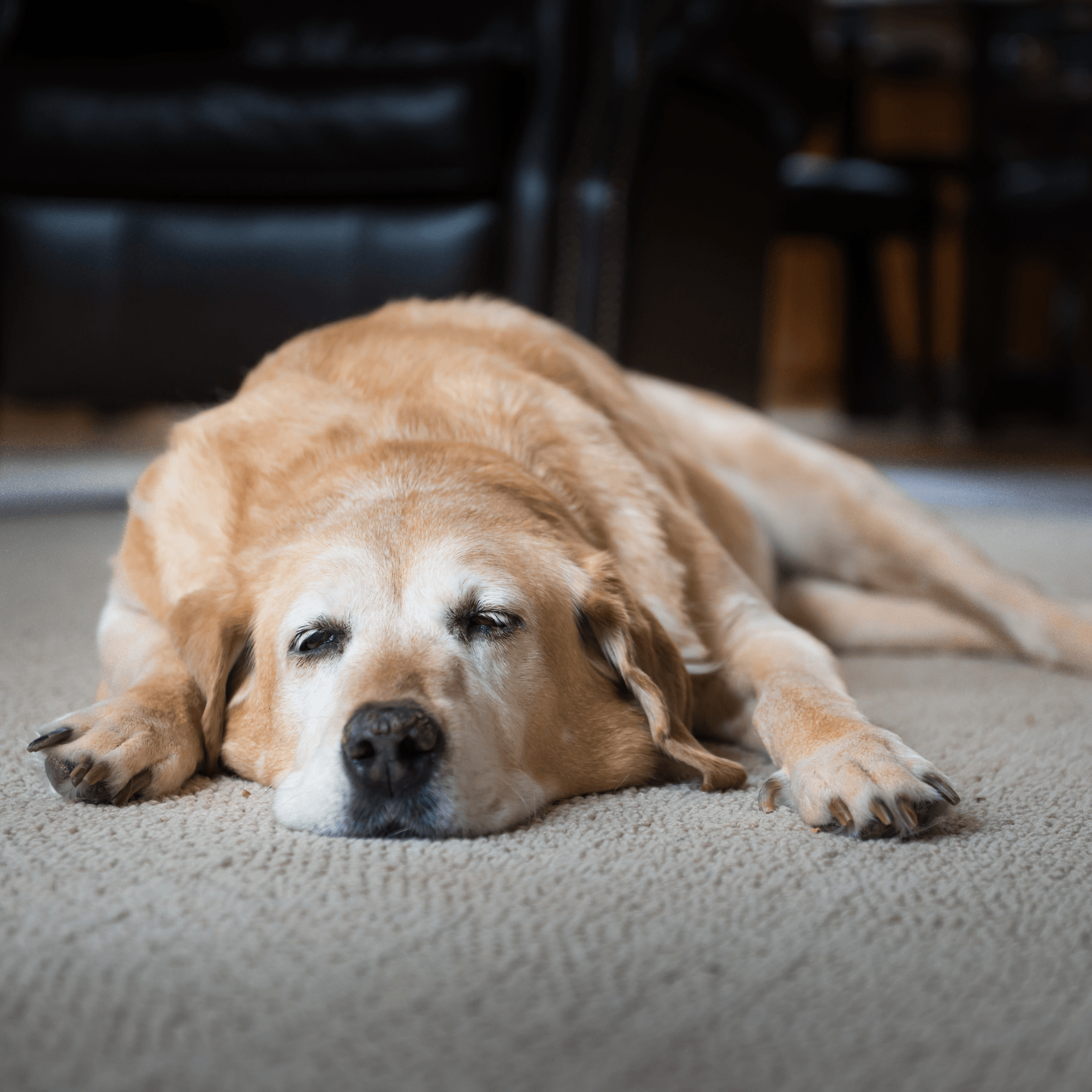 The Ultimate Guide to Senior Dog Care