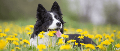 Spring Cleaning Your Dog’s Mobility No Mops Required