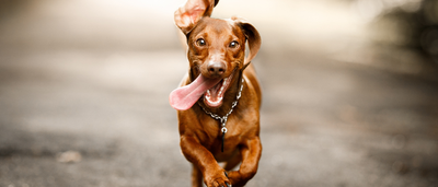 5 Ways to Keep Your Dog Mobile as They Age