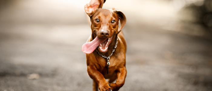 5 Ways to Keep Your Dog Mobile as They Age