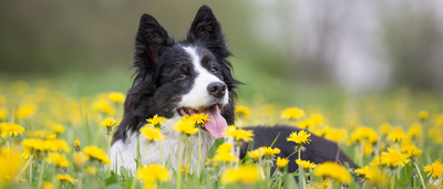 "Spring Cleaning" Your Dog’s Mobility (No Mops Required)