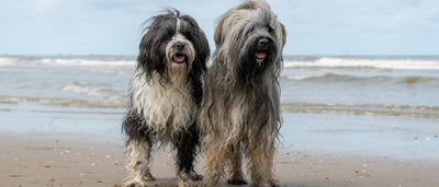 Why Do Some 9-Year-Old Dogs Stay Active While Others Slow Down?