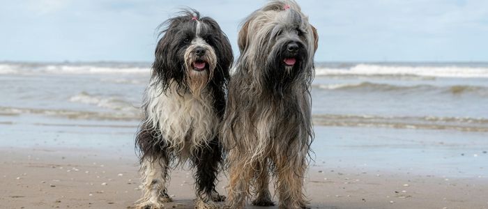 Why Do Some 9-Year-Old Dogs Stay Active While Others Slow Down?