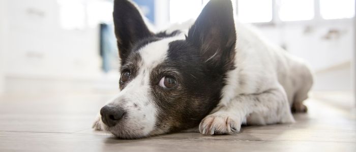 Where Does Your Dog Choose to Lie? What It Says About Their Comfort