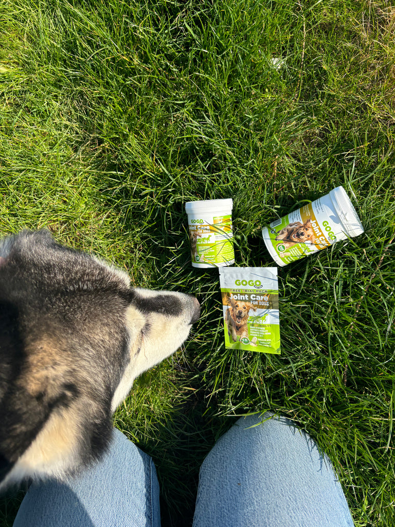 gogo motion joint care for dogs in grass