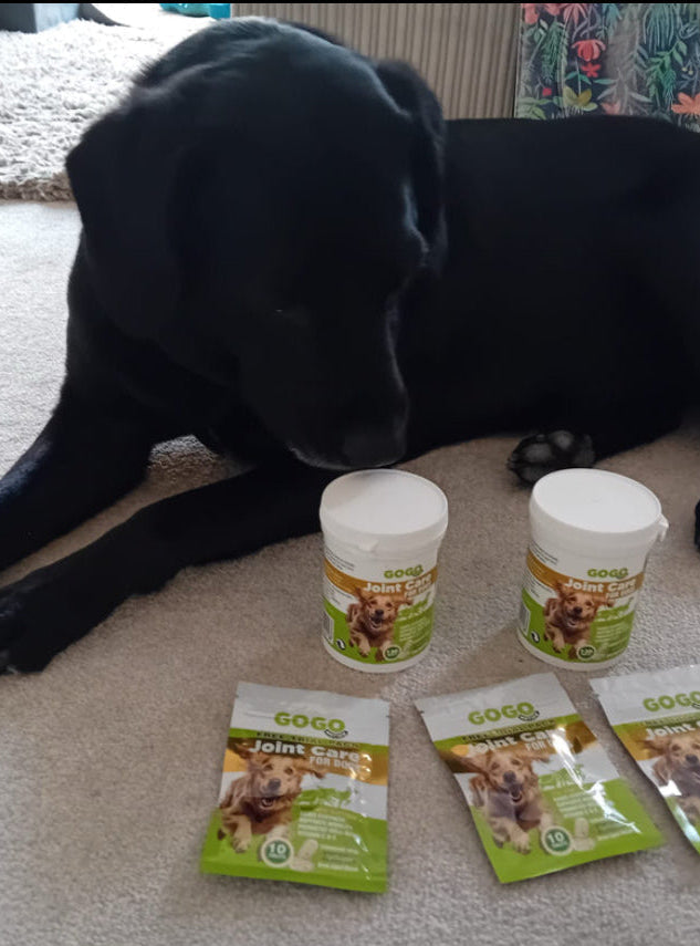 Black dog sitting on a carpeted floor with GOgO pet health products in front of it.